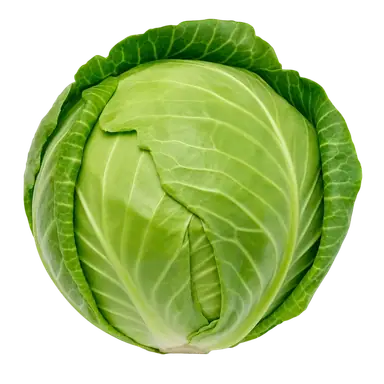 Cabbage