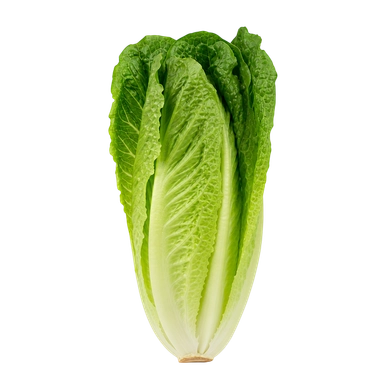 Cos Lettuce