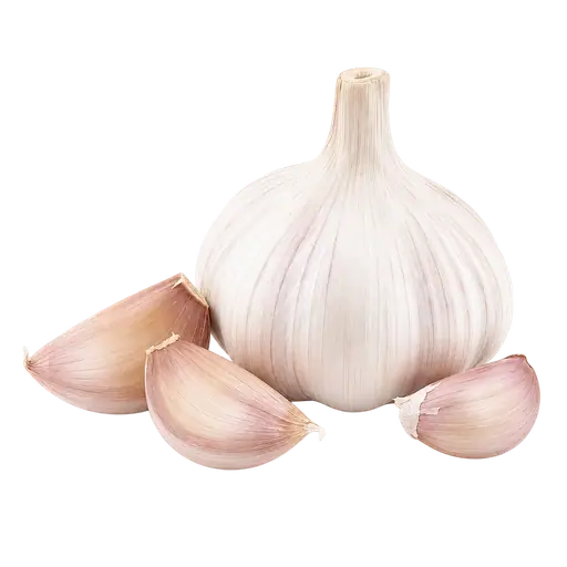 Garlic