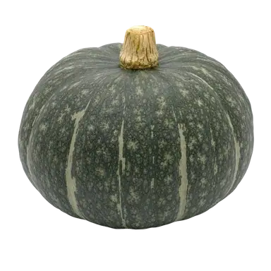 Jap Pumpkin
